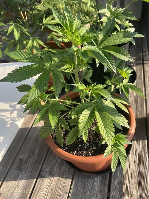 Auto Imperium X. Week 5