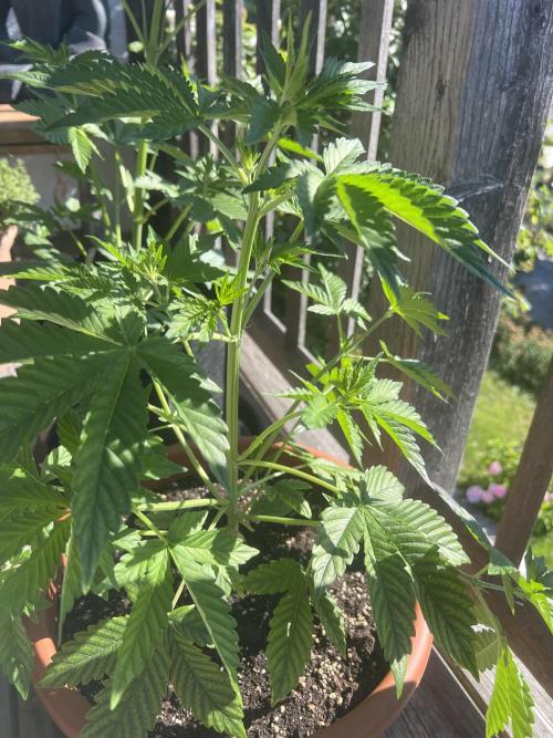 Indoor/Outdoor 2026. Week 5 - Day 30