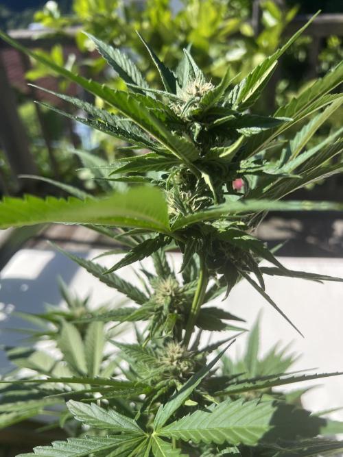 Summer 2026. Week 7 - Day 48 - Cookies