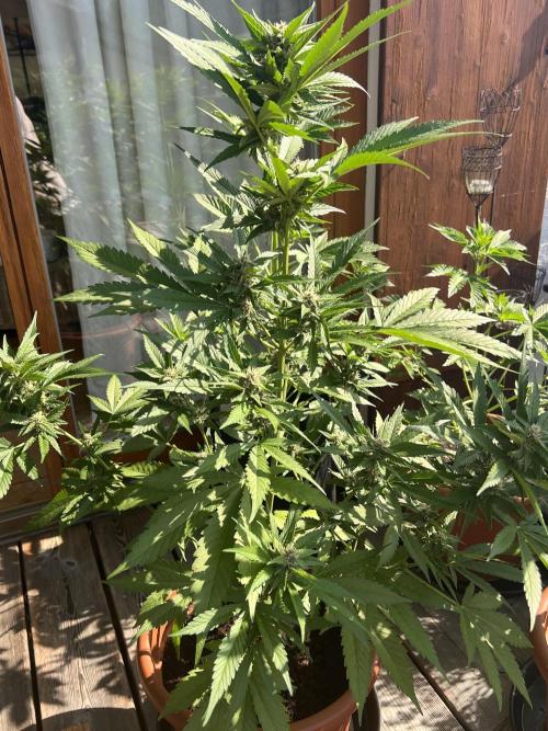 Summer 2026. Week 7 - Day 49 - Cookies