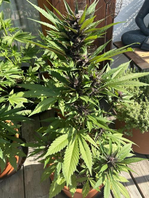 Summer 2026. Week 7 - Day 49 - Cookies