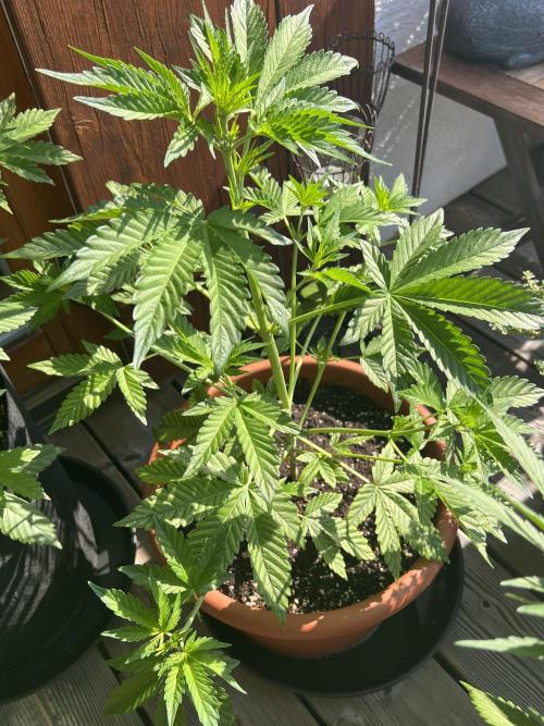 Indoor/Outdoor 2026. Week 5 - Day 31