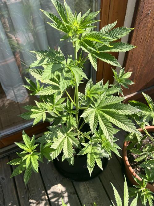Auto Imperium X. Week 5