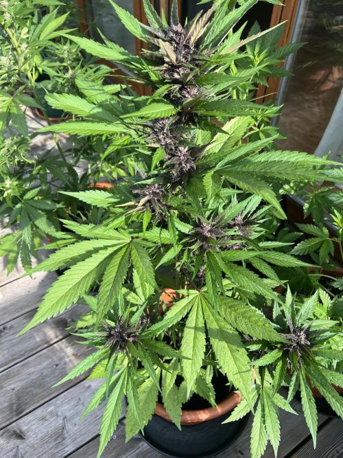 Summer 2026. Week 8 - Day 50 - Cookies