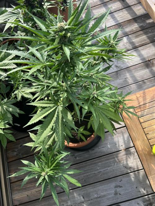 Summer 2026. Week 8 - Day 50 - Cookies