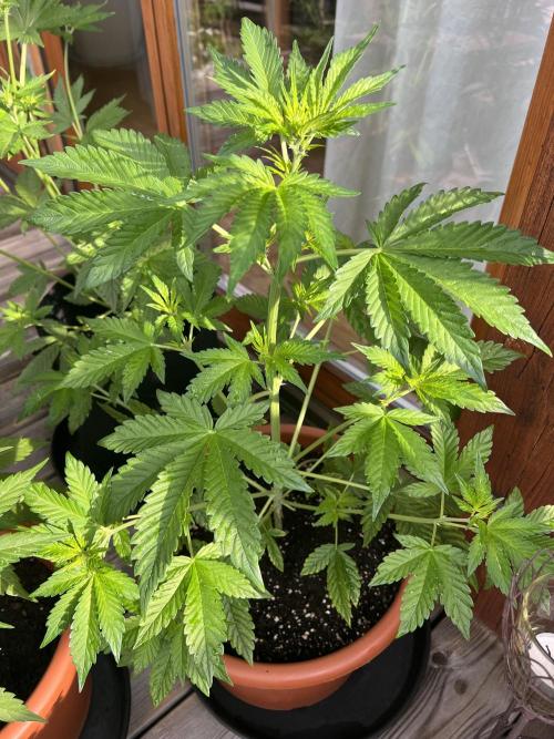Indoor/Outdoor 2026. Week 5 - Day 32 - after nightly thunderstorm 