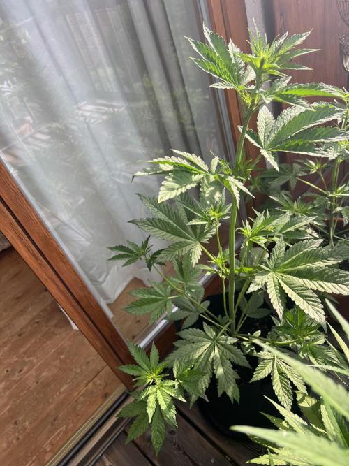 Indoor/Outdoor 2026. Week 5 - Day 32 - after nightly thunderstorm 