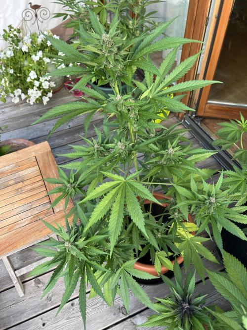 Summer 2026. Week 8 - Day 51 - Cookies