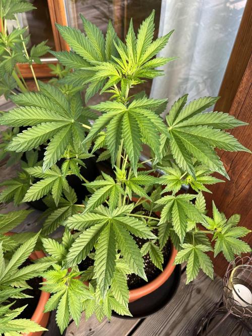 Indoor/Outdoor 2026. Week 5 - Day 33