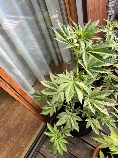 Auto Imperium X. Week 5