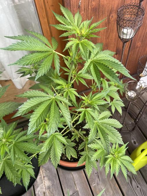 Indoor/Outdoor 2026. Week 5 - Day 34