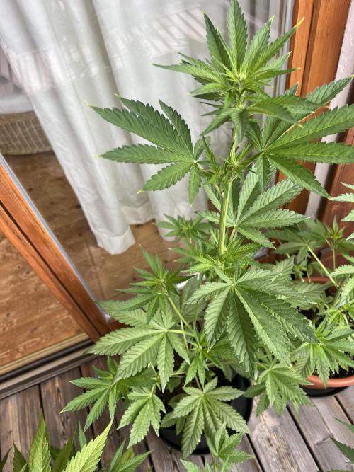 Auto Imperium X. Week 5