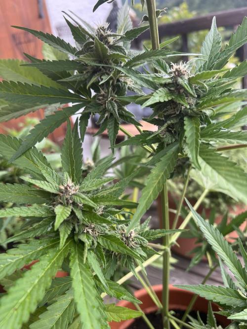 Summer 2026. Week 8 - Day 52 - Cookies