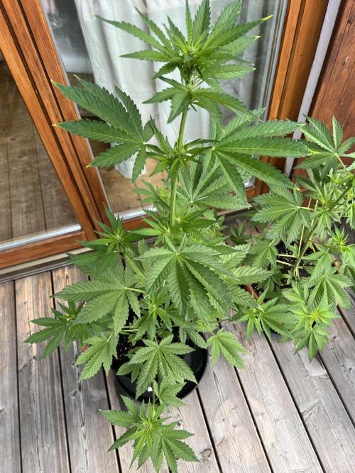 Indoor/Outdoor 2026. Week 5 - Day 35 