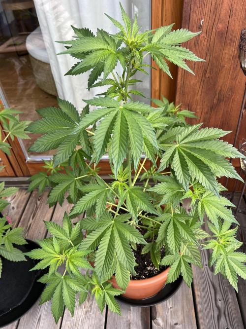 Indoor/Outdoor 2026. Week 5 - Day 35