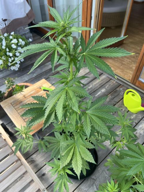 Indoor/Outdoor 2026. Week 6 - Day 36