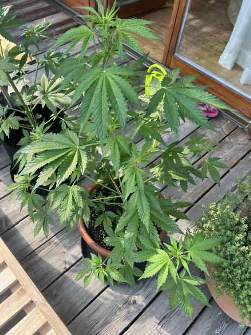 Indoor/Outdoor 2026. Week 6 - Day 36