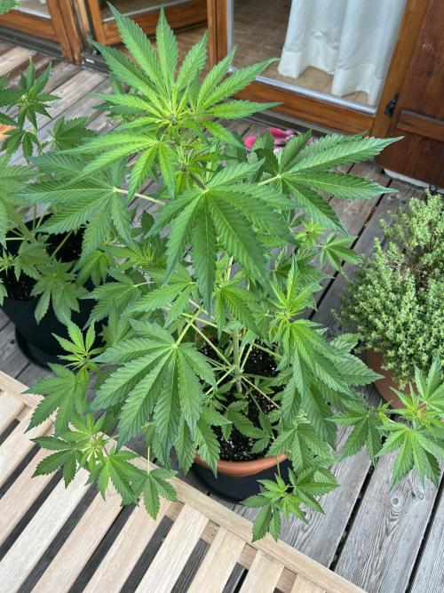 Indoor/Outdoor 2026. Week 6 - Day 37