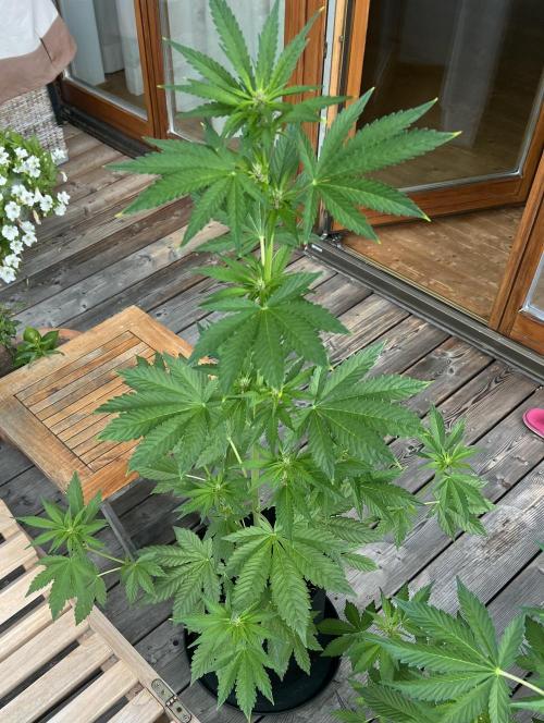 Indoor/Outdoor 2026. Week 6 - Day 37