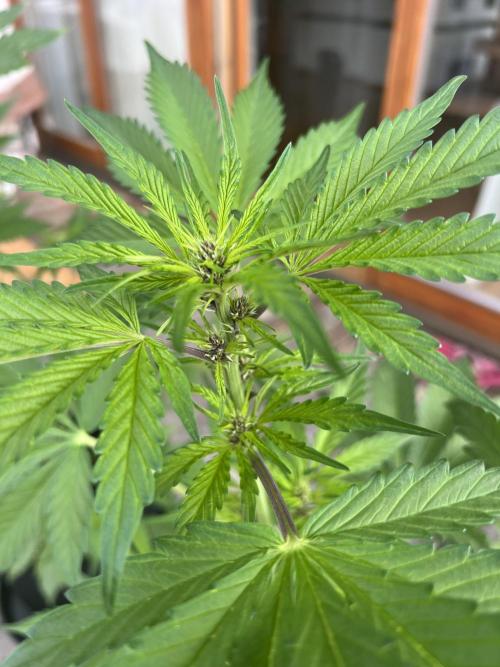Indoor/Outdoor 2026. Week 6 - Day 37 - purple showing