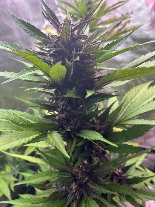Summer 2026. Week 8 - Day 54 - Cookies