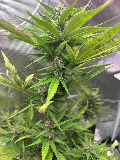 Summer 2026. Week 8 - Day 54 - Cookies