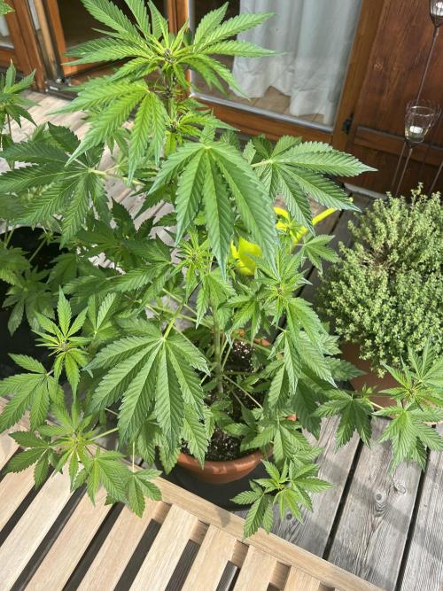 Indoor/Outdoor 2026. Week 6 - Day 38