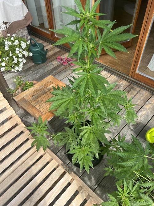 Indoor/Outdoor 2026. Week 6 - Day 38