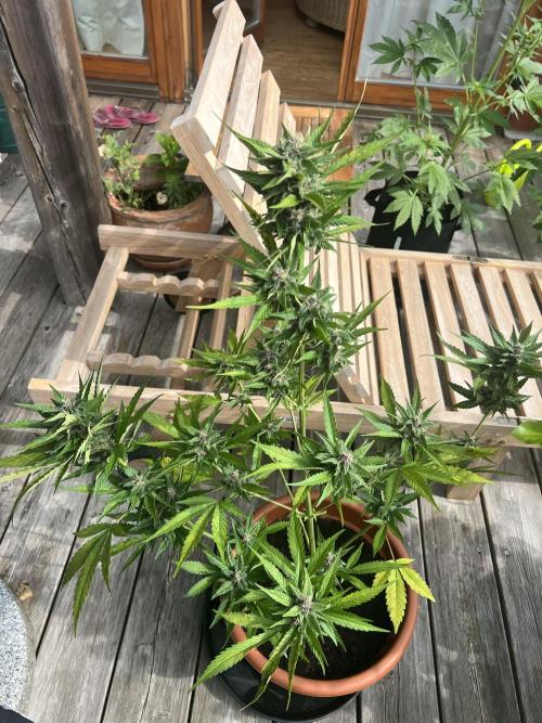 Summer 2026. Week 8 - Day 55 - Cookies