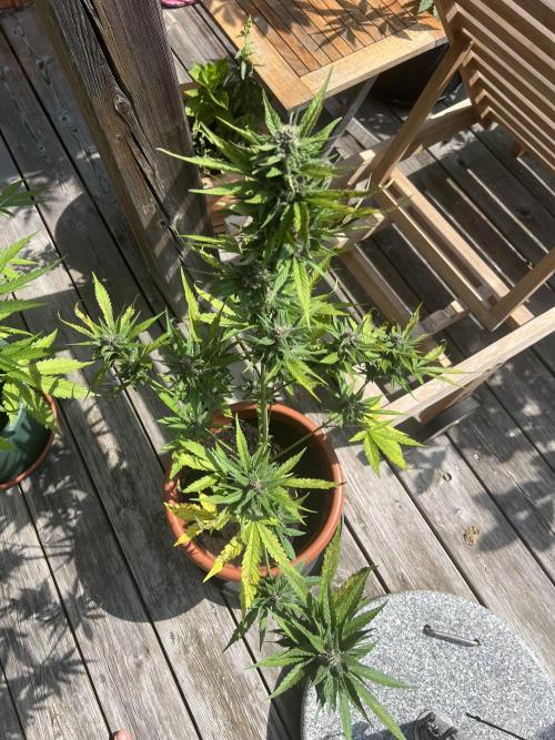 Summer 2026. Week 8 - Day 56 - Cookies