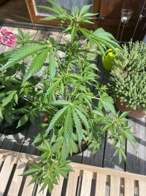 Indoor/Outdoor 2026. Week 6 - Day 39