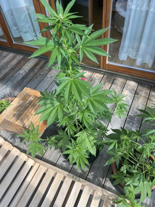Indoor/Outdoor 2026. Week 6 - Day 39