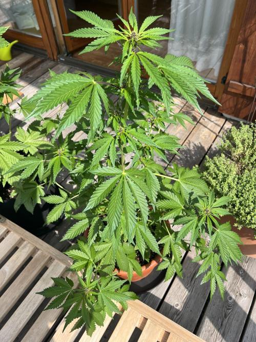 Indoor/Outdoor 2026. Week 6 - Day 40