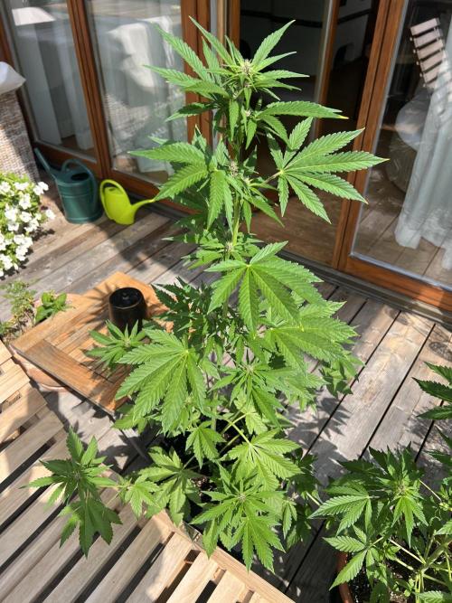 Indoor/Outdoor 2026. Week 6 - Day 40
