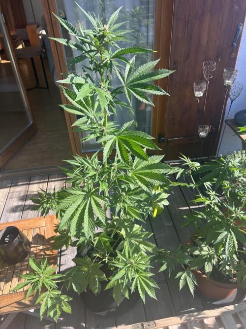 Indoor/Outdoor 2026. Week 6 - Day 41