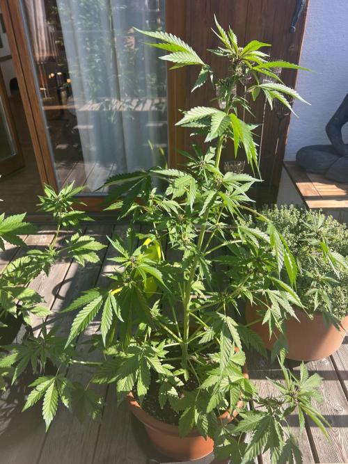 Auto Imperium X. Week 6