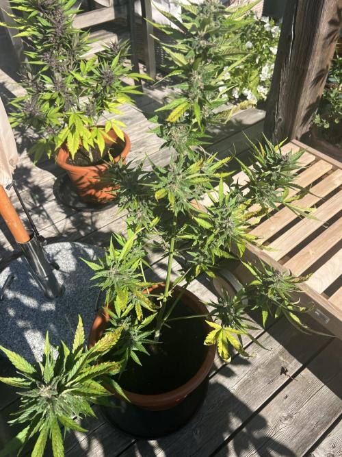 Summer 2026. Week 9 - Day 57 - cookies