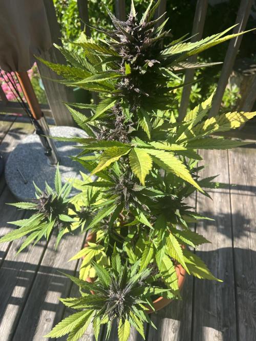 Summer 2026. Week 9 - Day 57 - Cookies