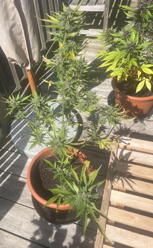 Summer 2026. Week 9 - Day 58 - Cookies