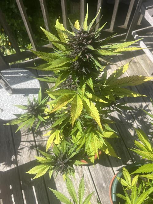 Summer 2026. Week 9 - Day 58 - Cookies