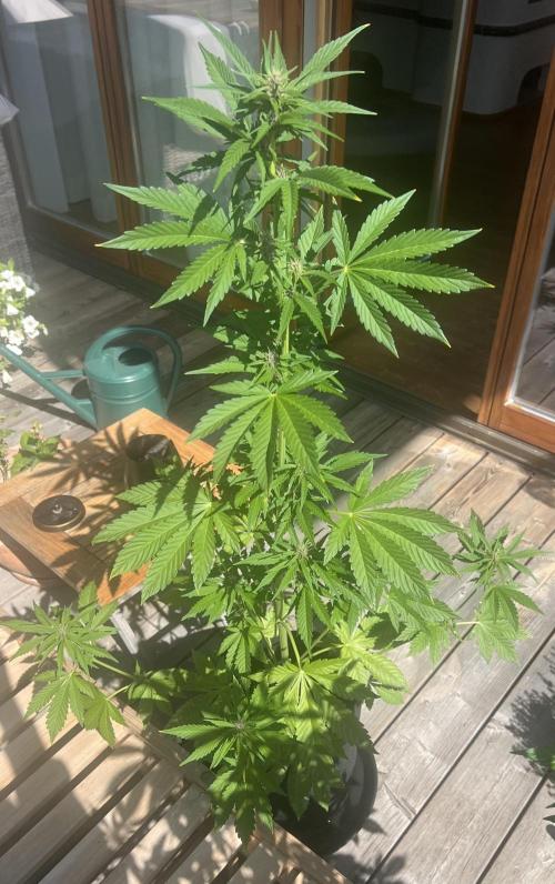 Indoor/Outdoor 2026. Week 6 - Day 42