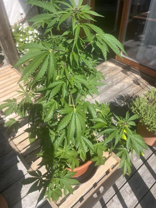 Indoor/Outdoor 2026. Week 6 - Day 42