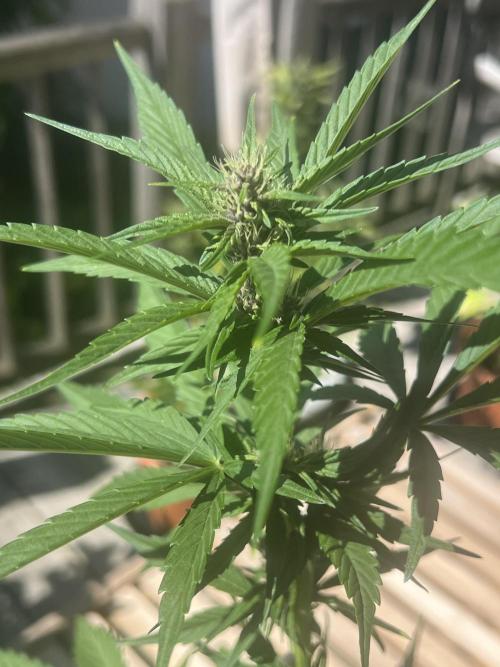Indoor/Outdoor 2026. Week 6 - Day 42