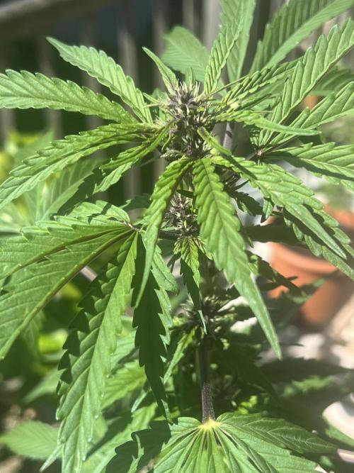 Indoor/Outdoor 2026. Week 6 - Day 42