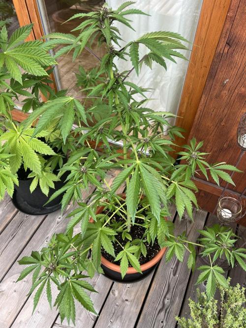 Indoor/Outdoor 2026. Week 7 - Day 43
