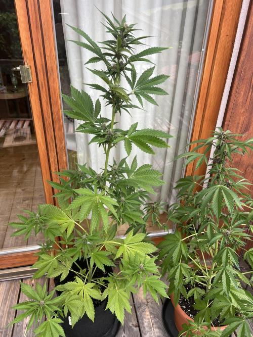Indoor/Outdoor 2026. Week 7 - Day 43