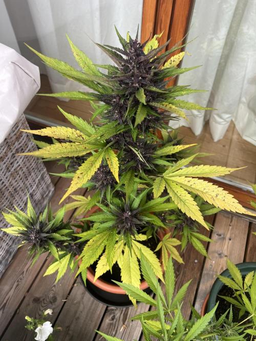 Summer 2026. Week 9 - Day 59 - Cookies