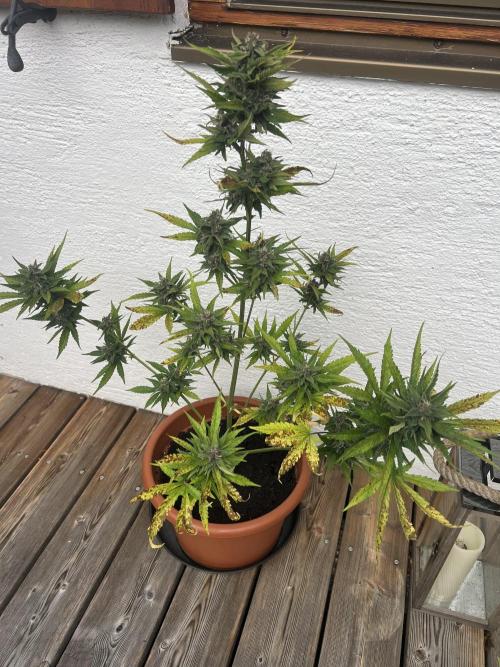 Summer 2026. Week 9 - Day 59 - Cookies