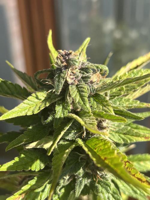 Summer 2026. Week 9 - Day 62 - Cookies