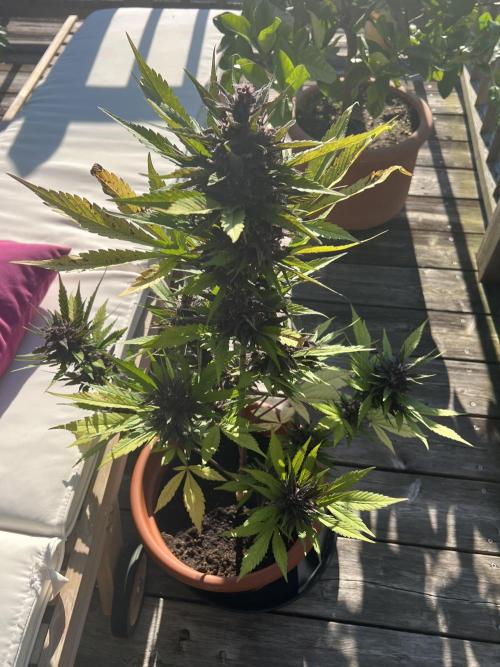 Summer 2026. Week 9 - Day 62 - Cookies